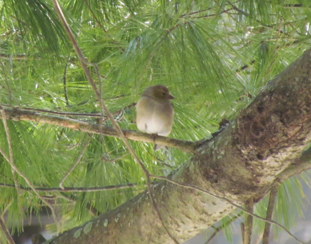 American Goldfinch - ML130148181