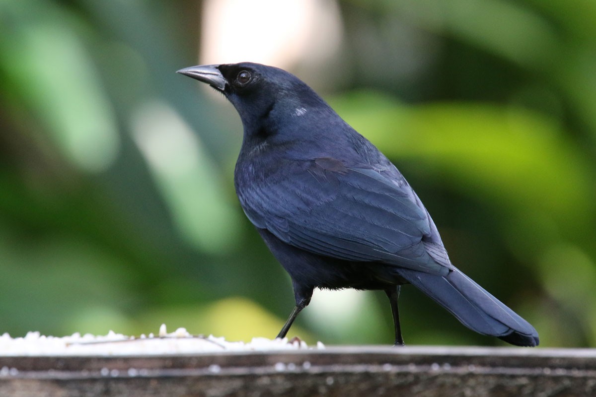 Cuban Blackbird - ML130150191