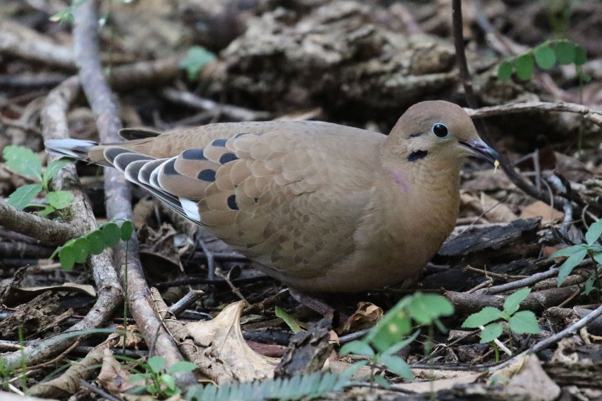 Zenaida Dove - ML130152421