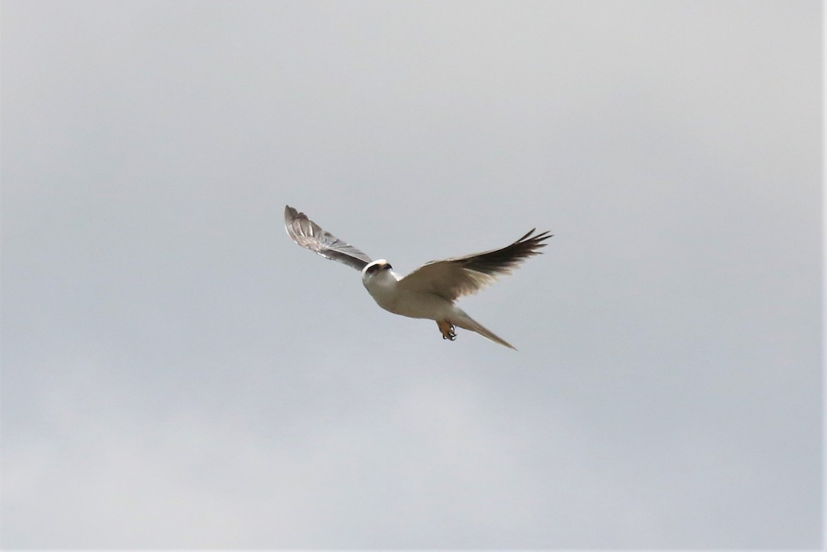 White-tailed Kite - ML130152521