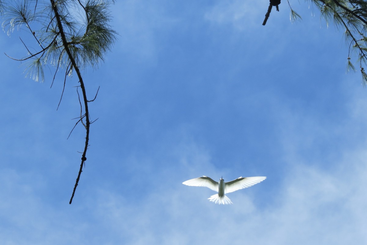 White Tern - ML130152791