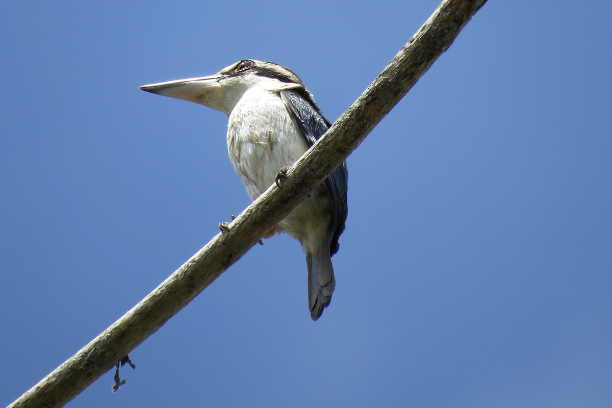 Pacific Kingfisher - ML130152801