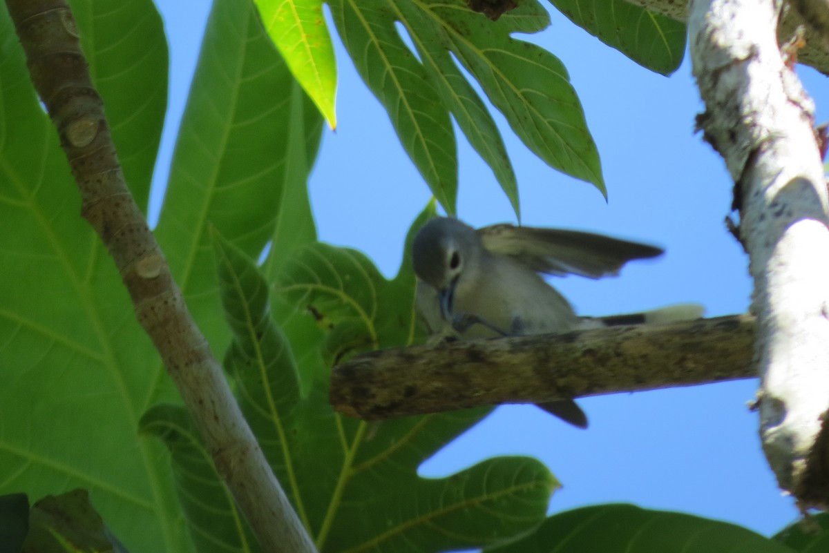 Slaty Monarch - ML130152901