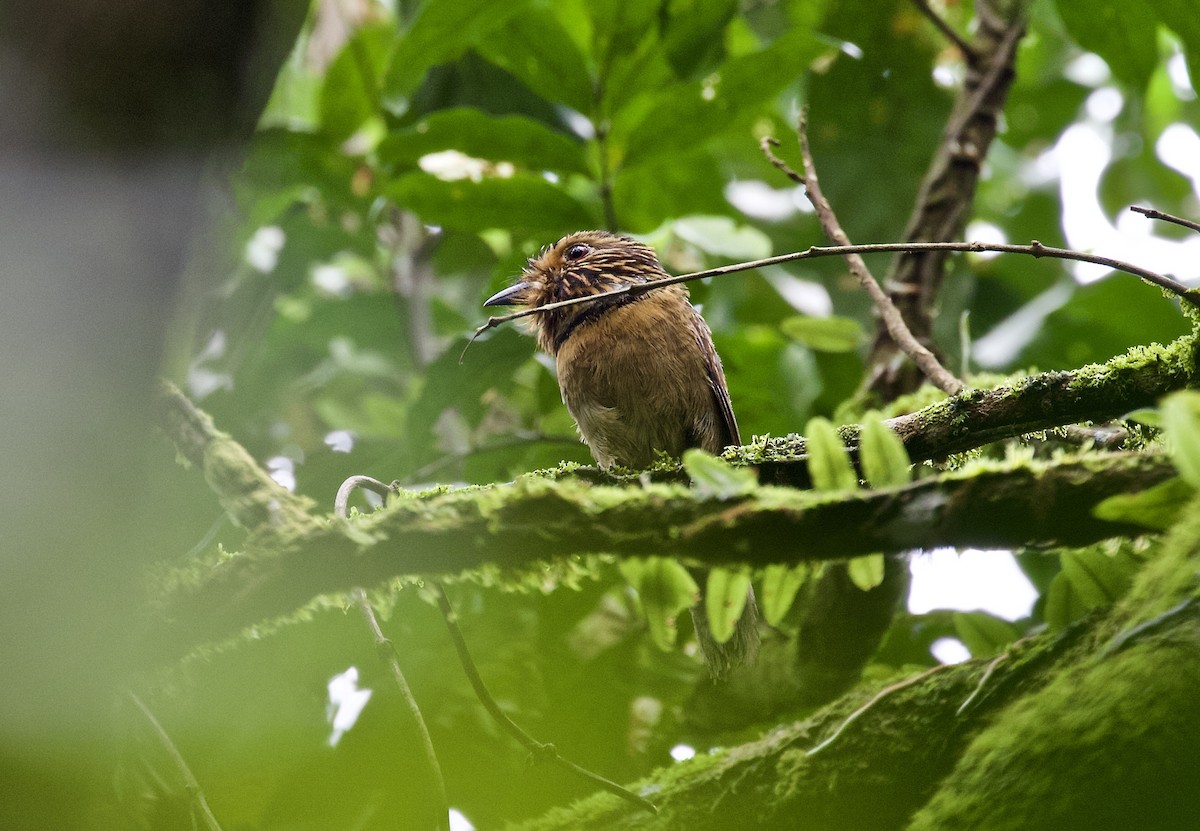 Crescent-chested Puffbird - Lance Runion 🦤