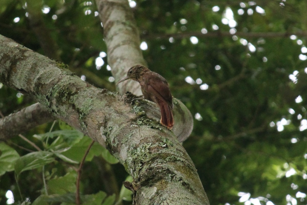 Ocellated Woodcreeper (Tschudi's) - ML130155931