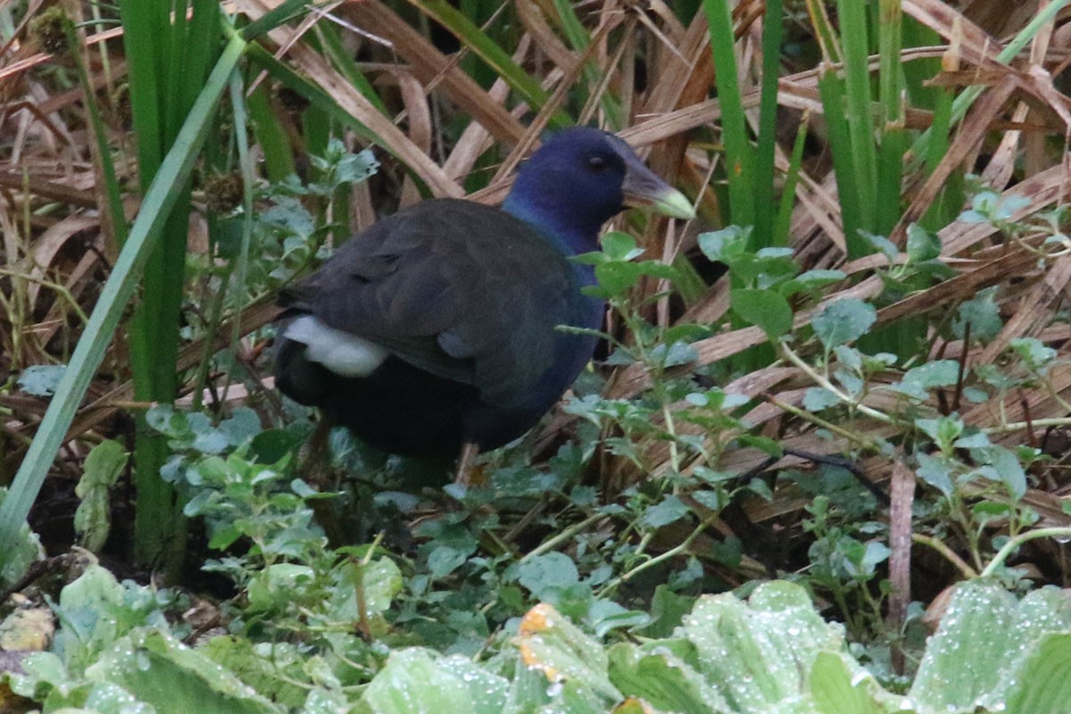 Purple Gallinule - ML130157931