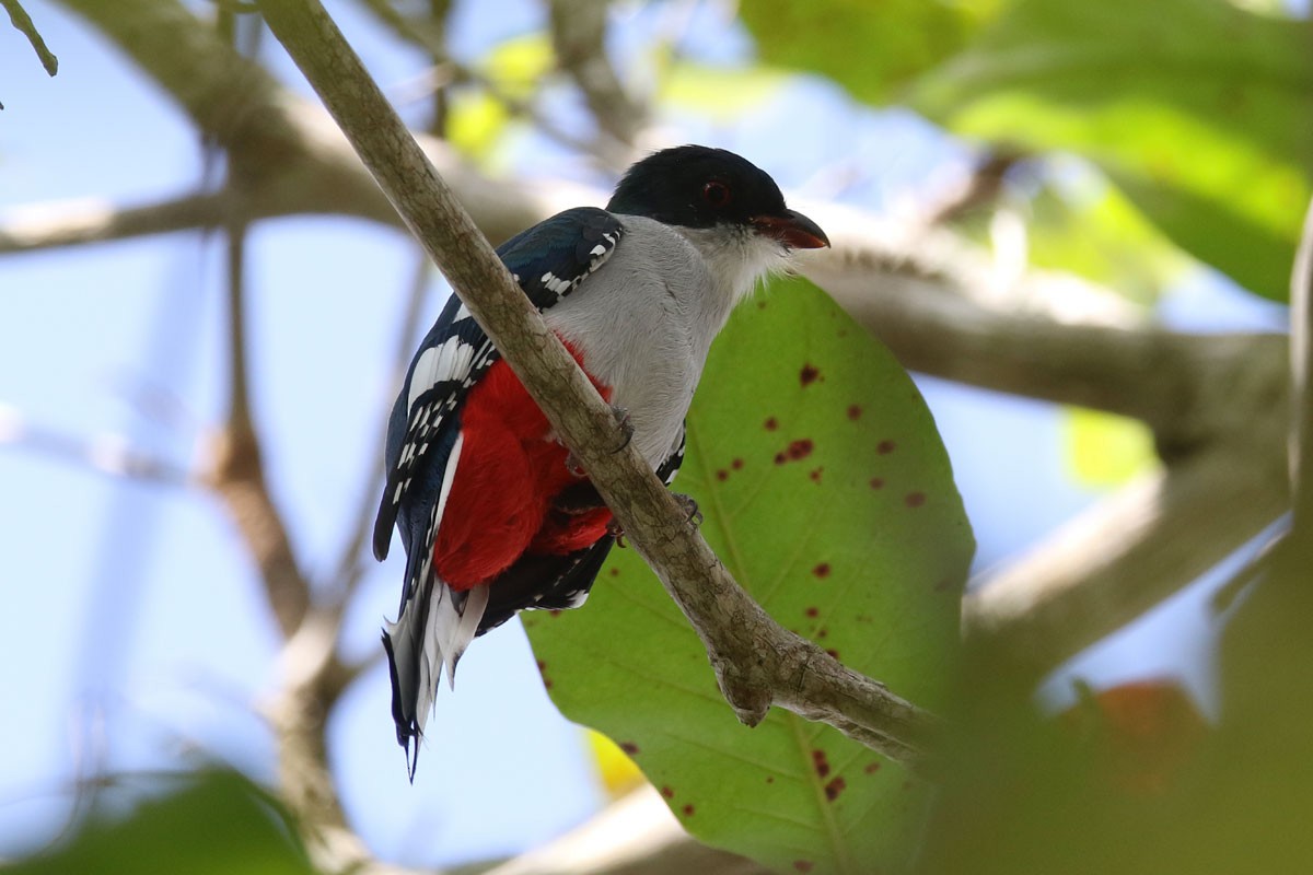 Cuban Trogon - ML130158361