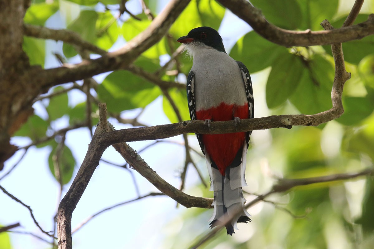 Cuban Trogon - ML130158371