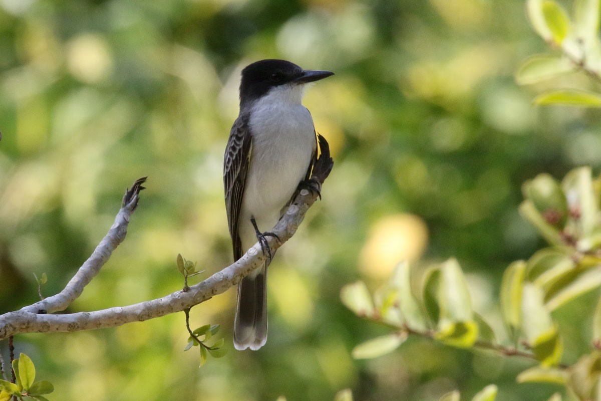 Loggerhead Kingbird - ML130158431