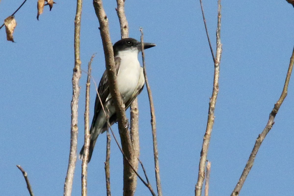 Giant Kingbird - ML130158441