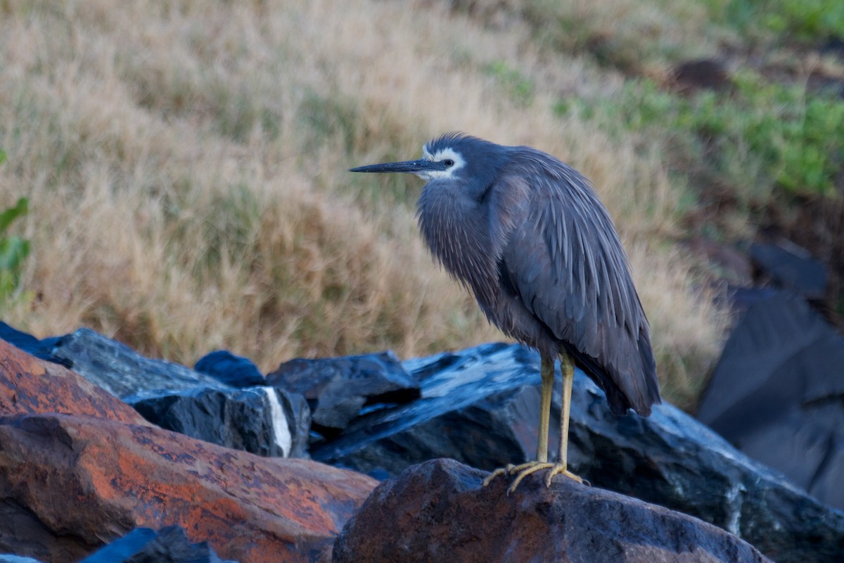 White-faced Heron - ML130161391