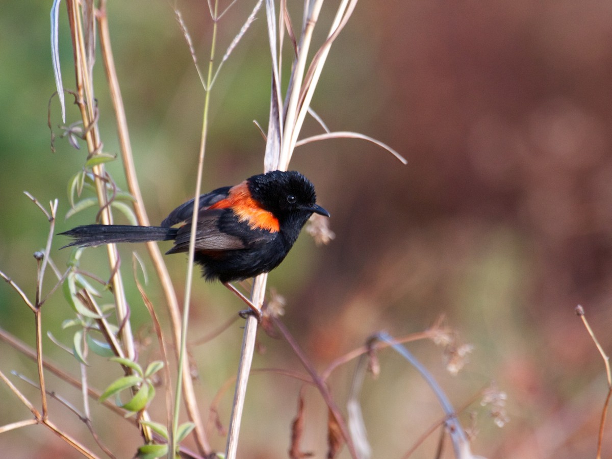 Red-backed Fairywren - ML130162281