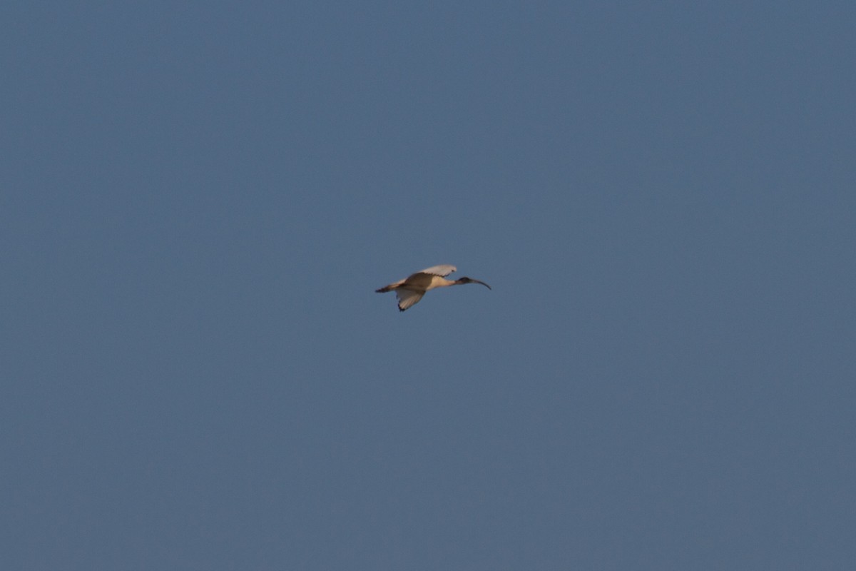 ibis australský - ML130162951