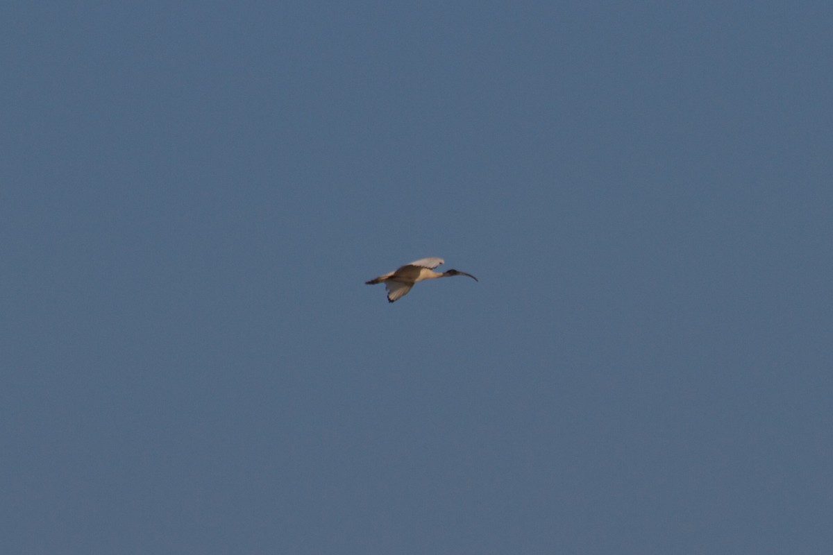 Australian Ibis - ML130162951
