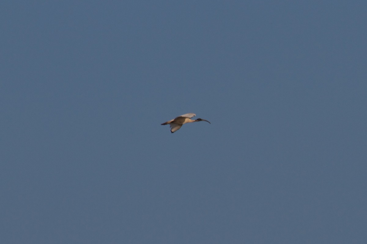 Australian Ibis - Ron Shrieves