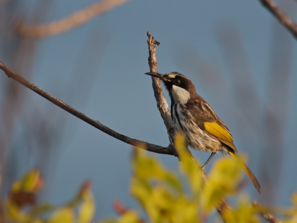 White-cheeked Honeyeater - Ron Shrieves