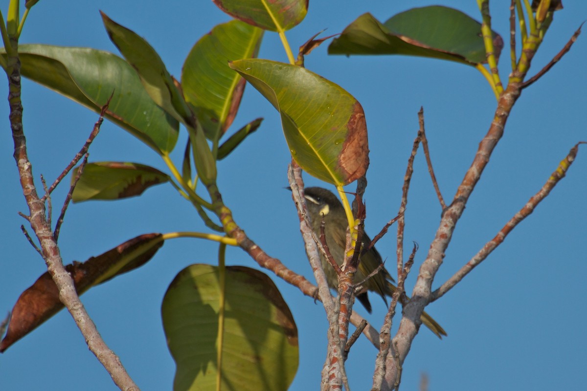 Lewin's Honeyeater - Ron Shrieves