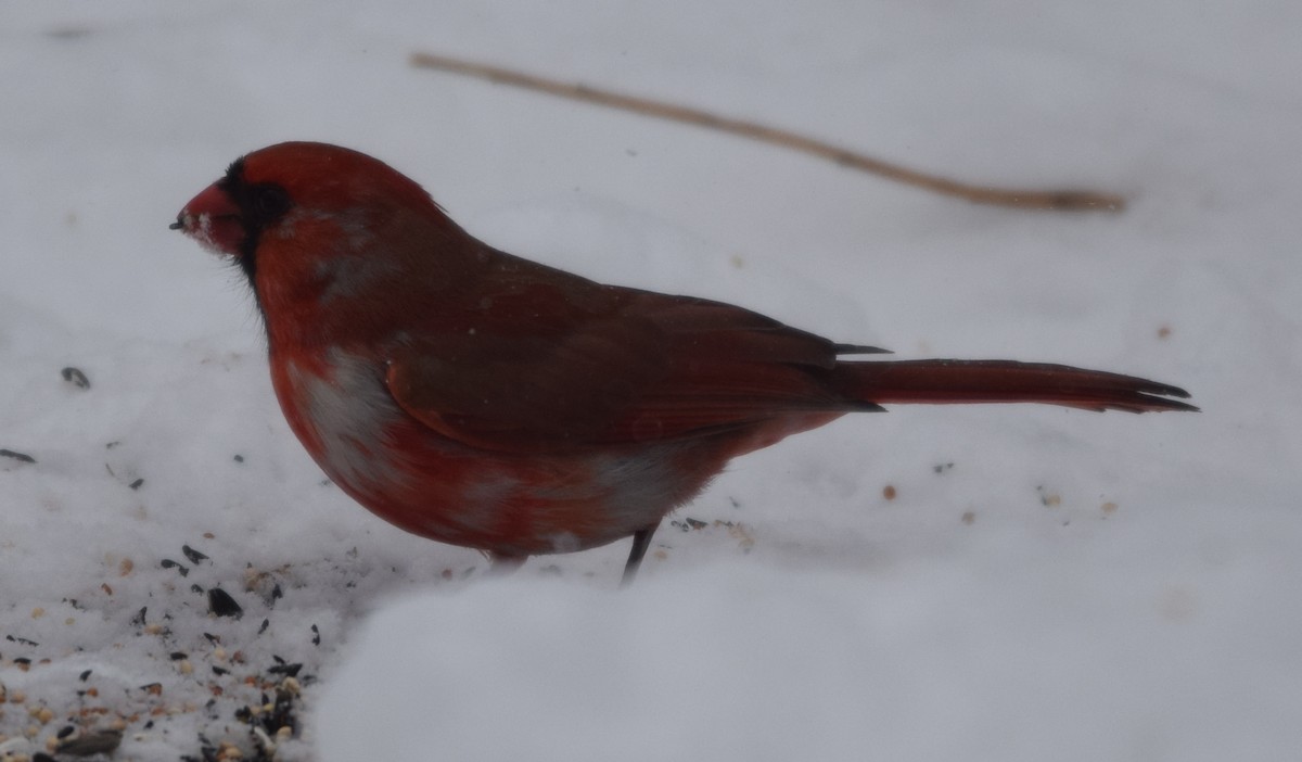 Northern Cardinal - ML130164001