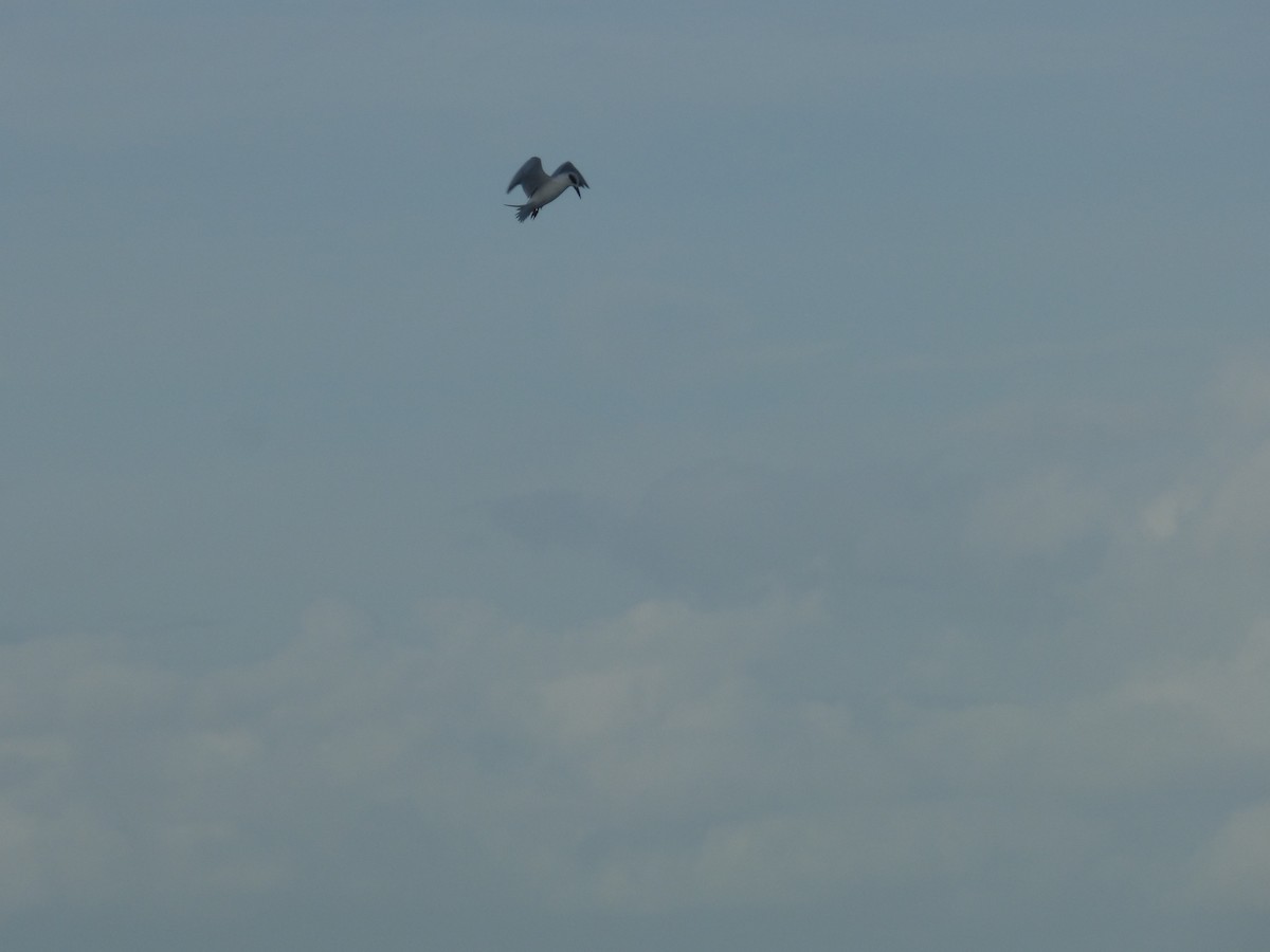 Forster's Tern - ML130164301