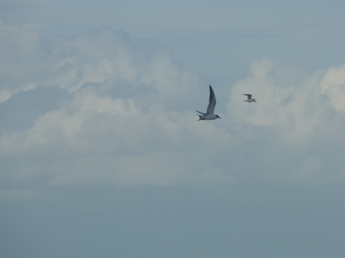 Forster's Tern - ML130164561