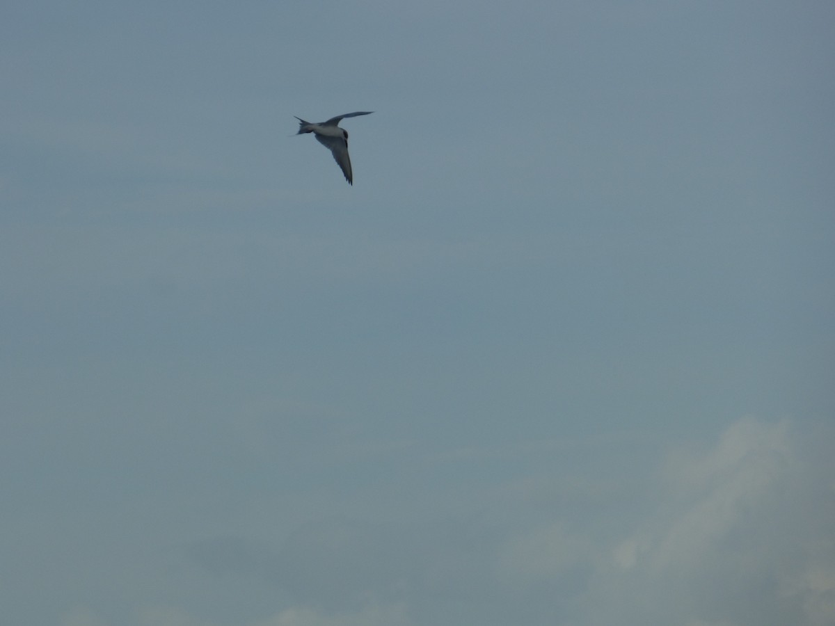 Forster's Tern - ML130164621