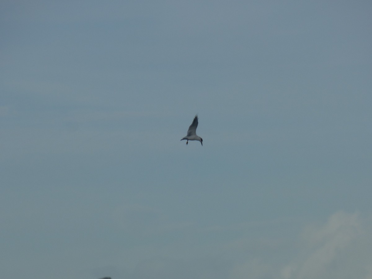 Forster's Tern - ML130164751