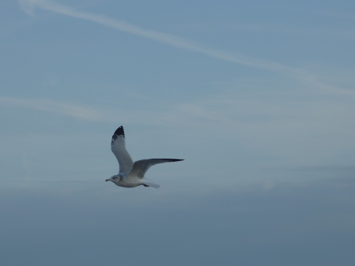 Ring-billed Gull - ML130164871