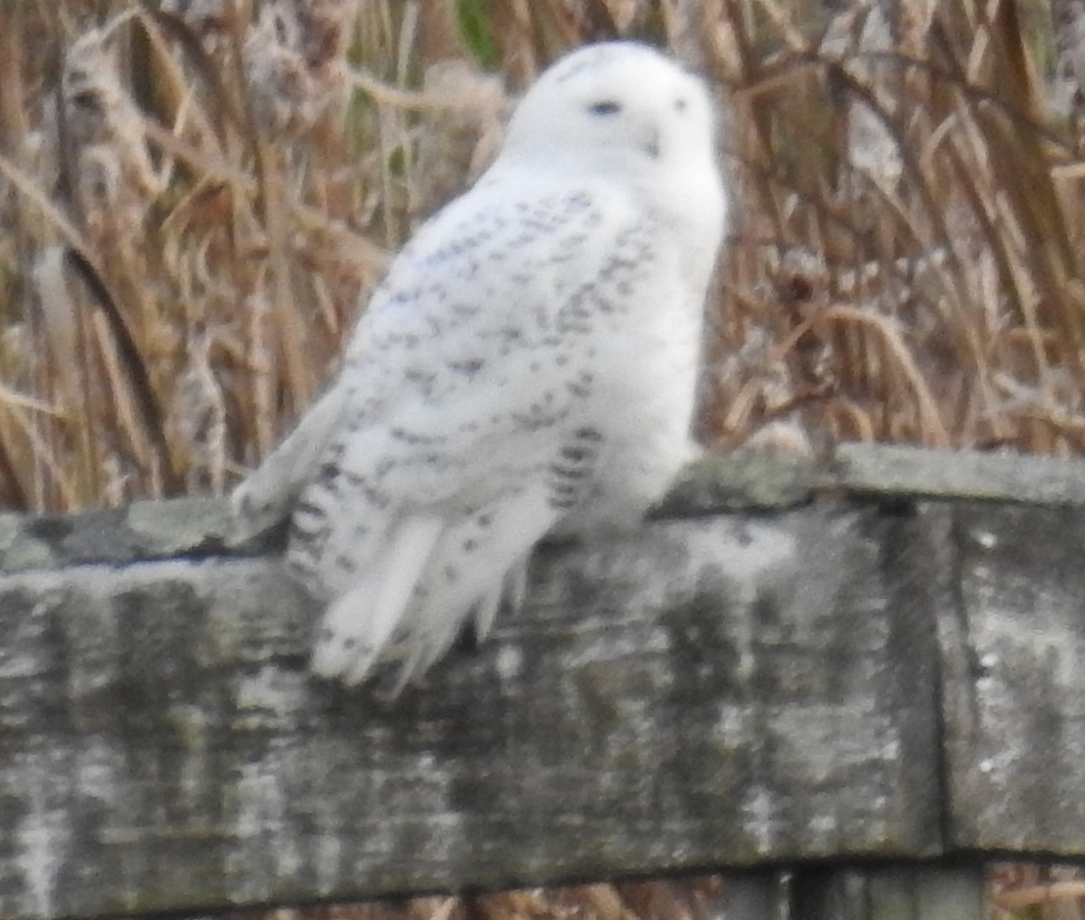 Snowy Owl - Claudius  Feger
