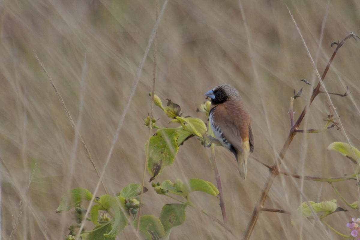 Chestnut-breasted Munia - ML130164961