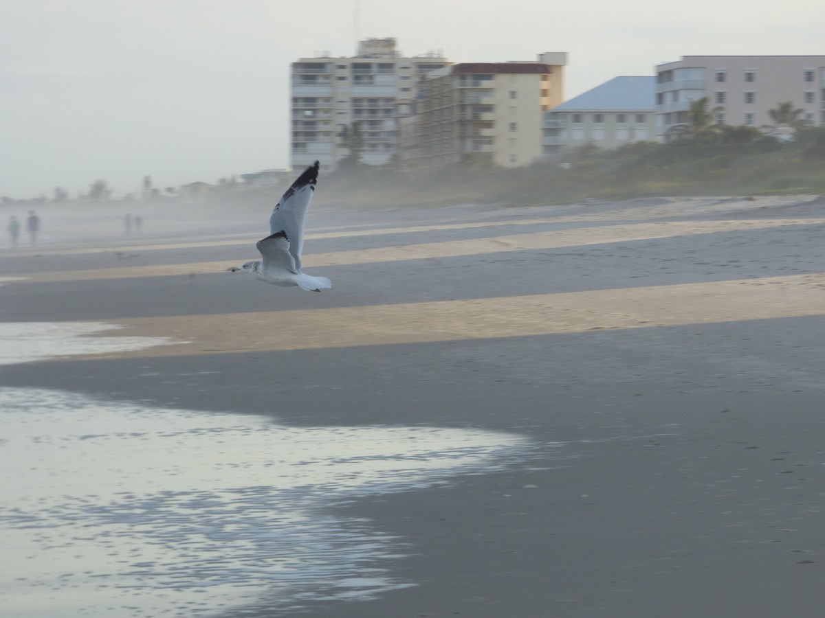 Ring-billed Gull - ML130164971