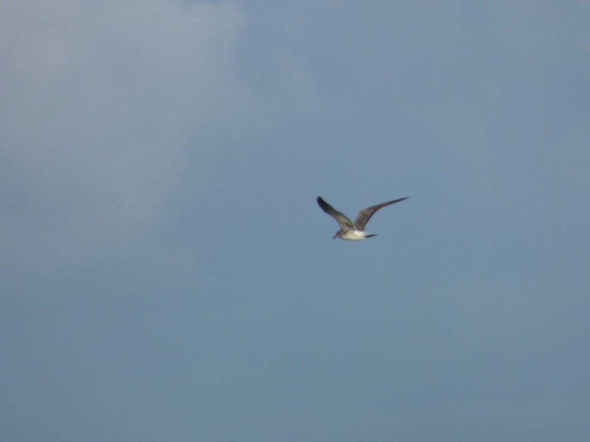 Laughing Gull - ML130165001