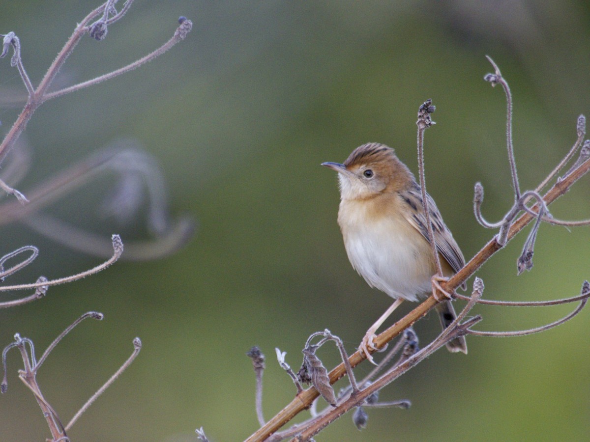 Golden-headed Cisticola - Ron Shrieves