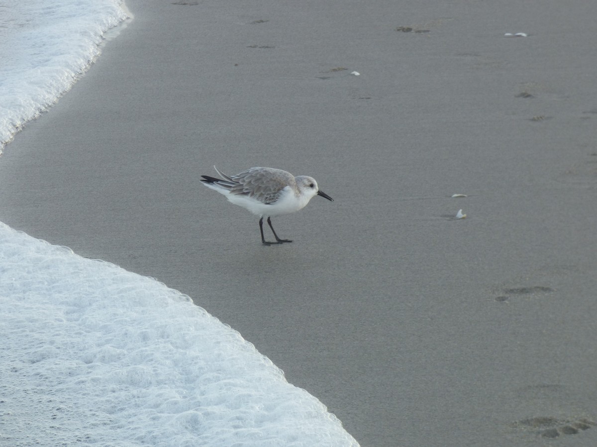 Sanderling - ML130165181