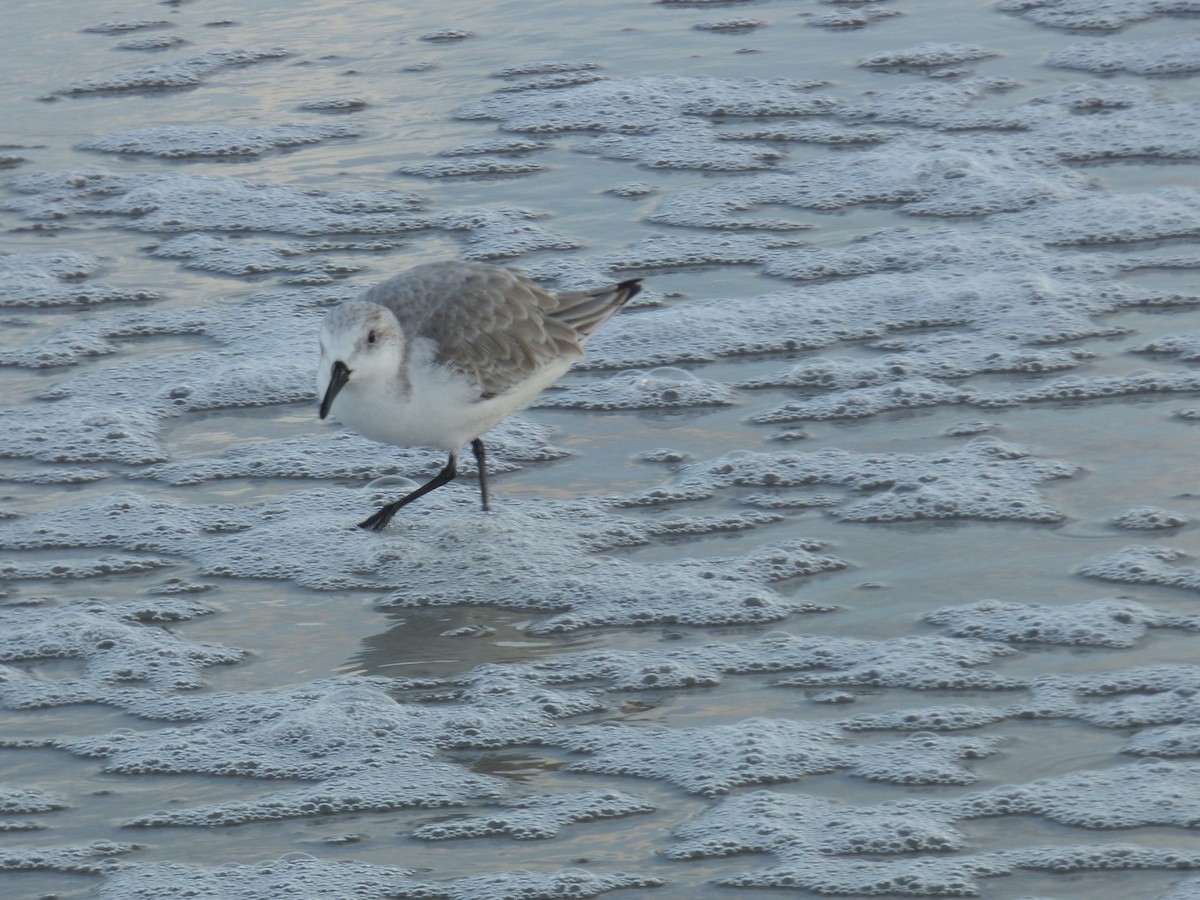 Sanderling - ML130165221