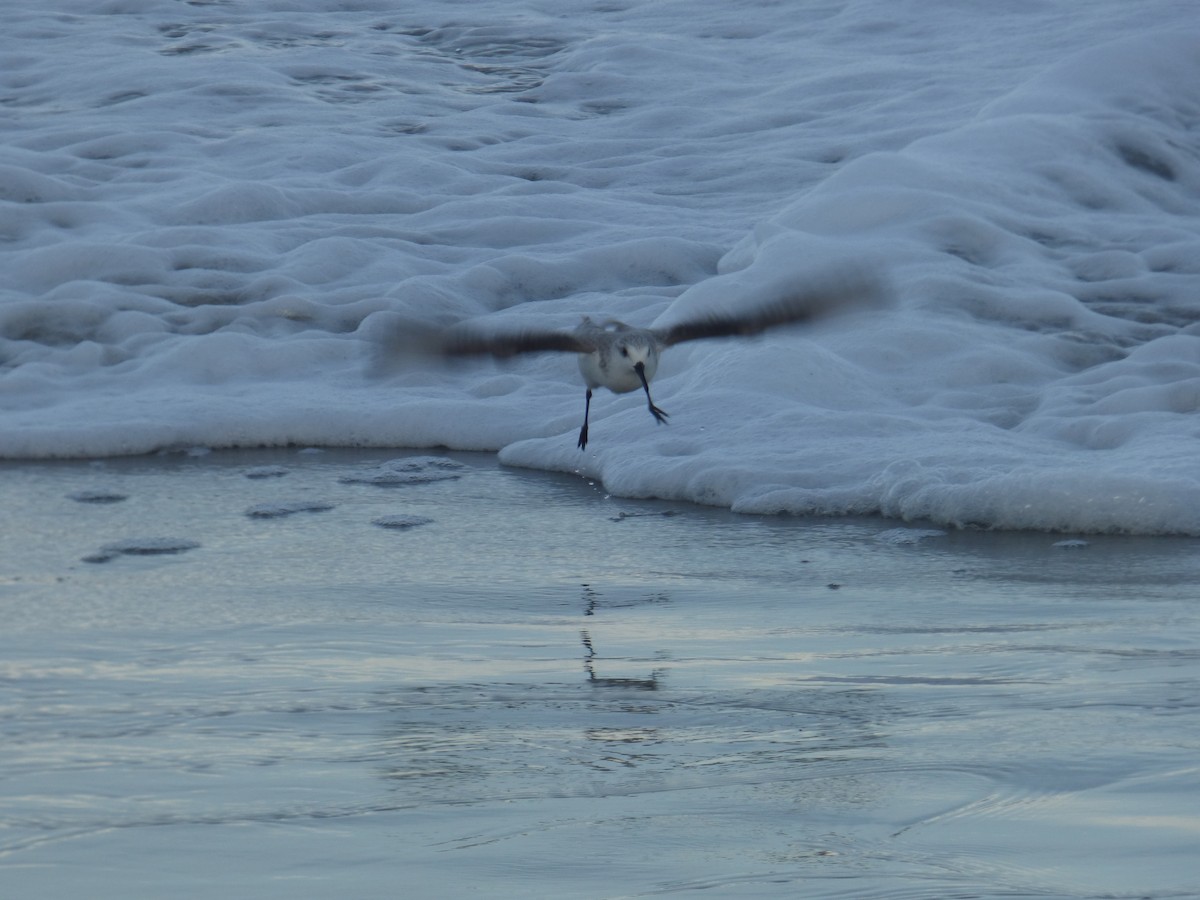 Sanderling - ML130165251