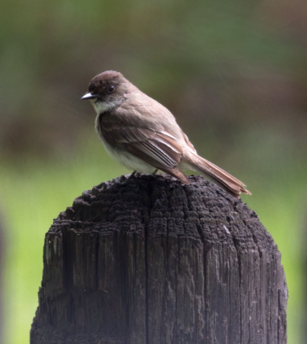 Eastern Phoebe - ML130167311