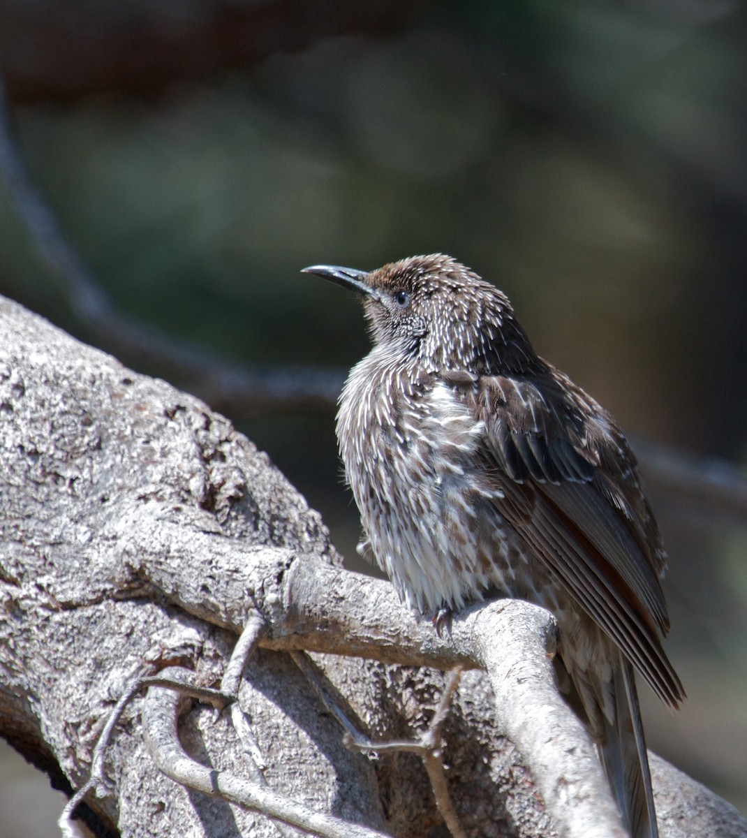 Little Wattlebird - Ron Shrieves