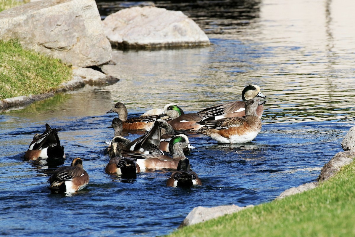 Canard d'Amérique - ML130168541