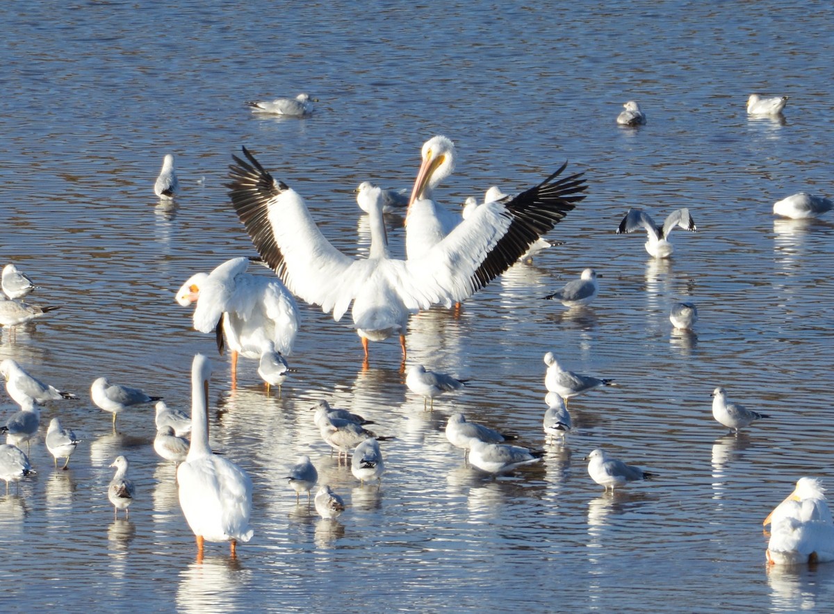 American White Pelican - ML130168771