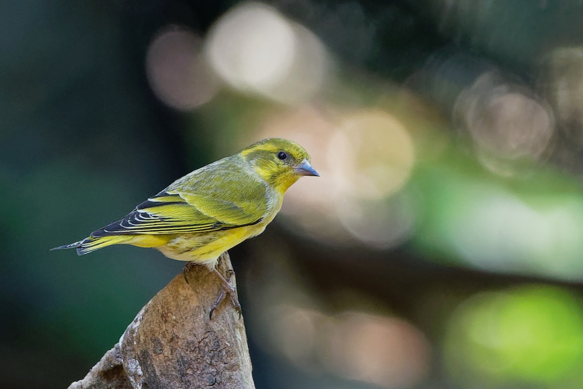Tibetan Serin - Vincent Wang