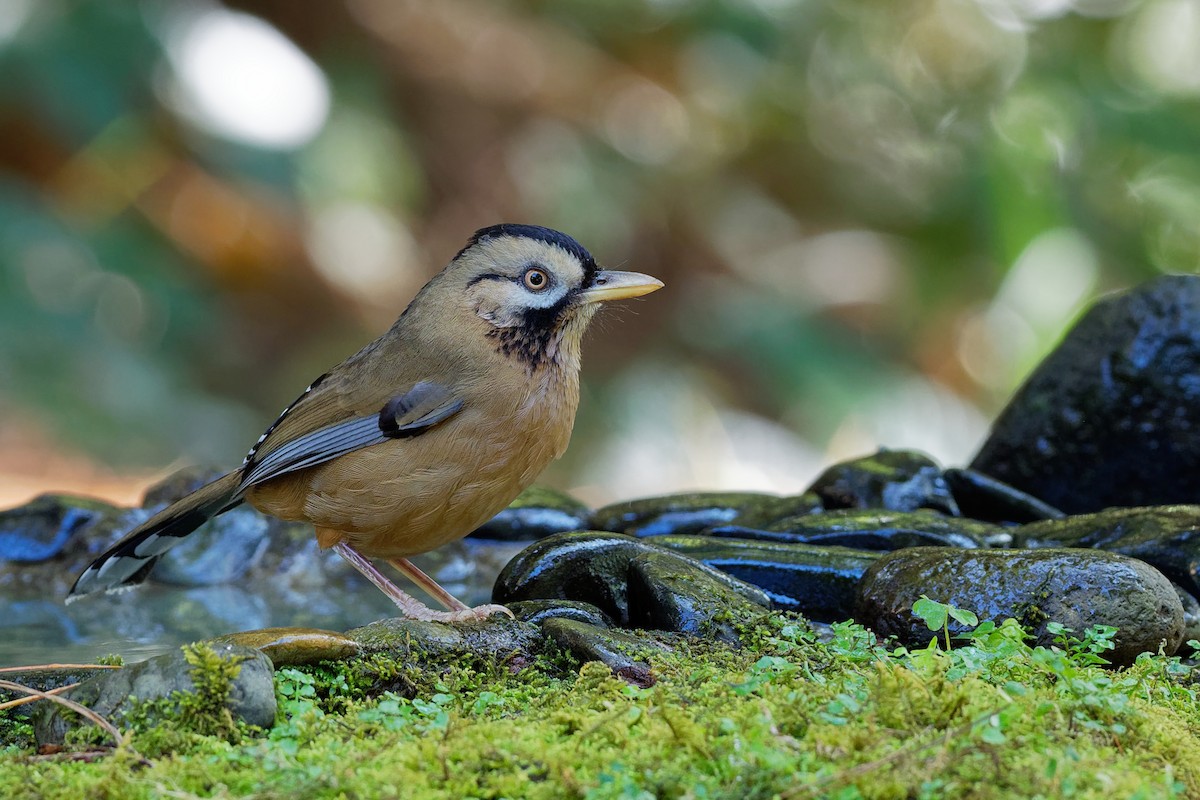 Moustached Laughingthrush - Vincent Wang