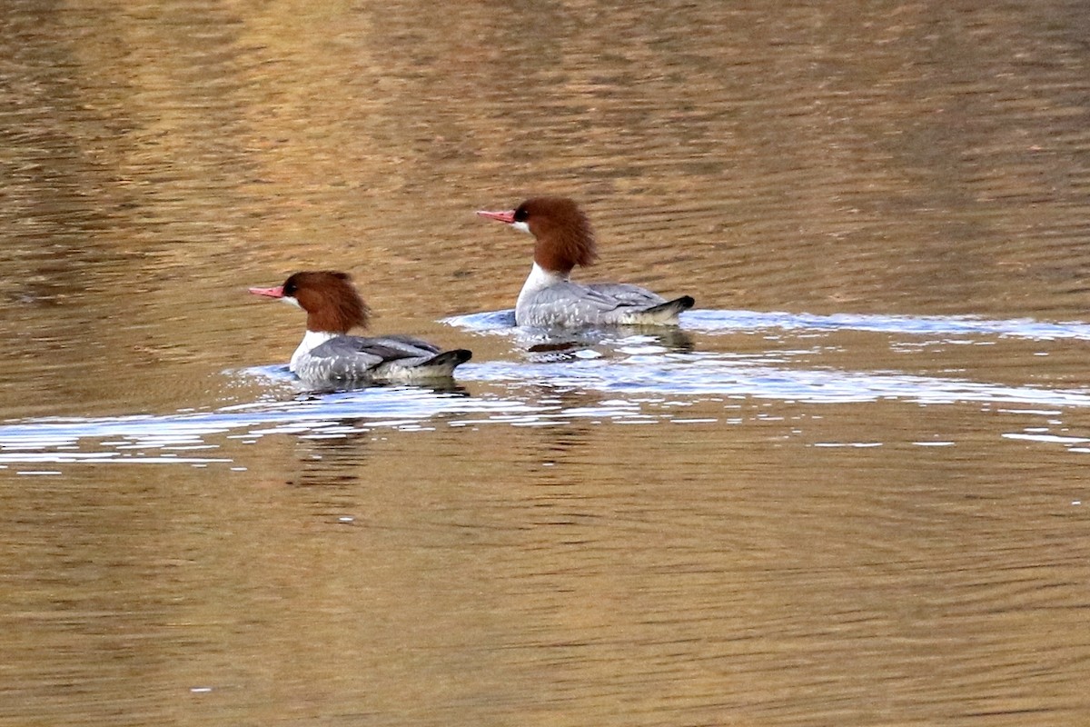 Common Merganser - Lindsay Story