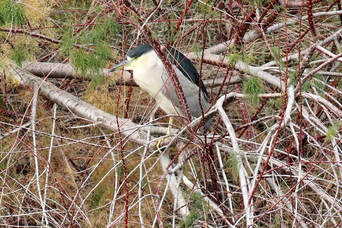 Black-crowned Night Heron - ML130170291