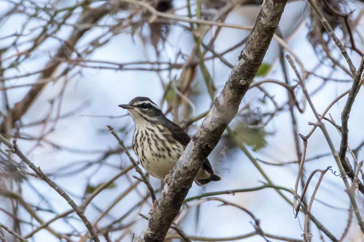 Louisiana Waterthrush - ML130170511