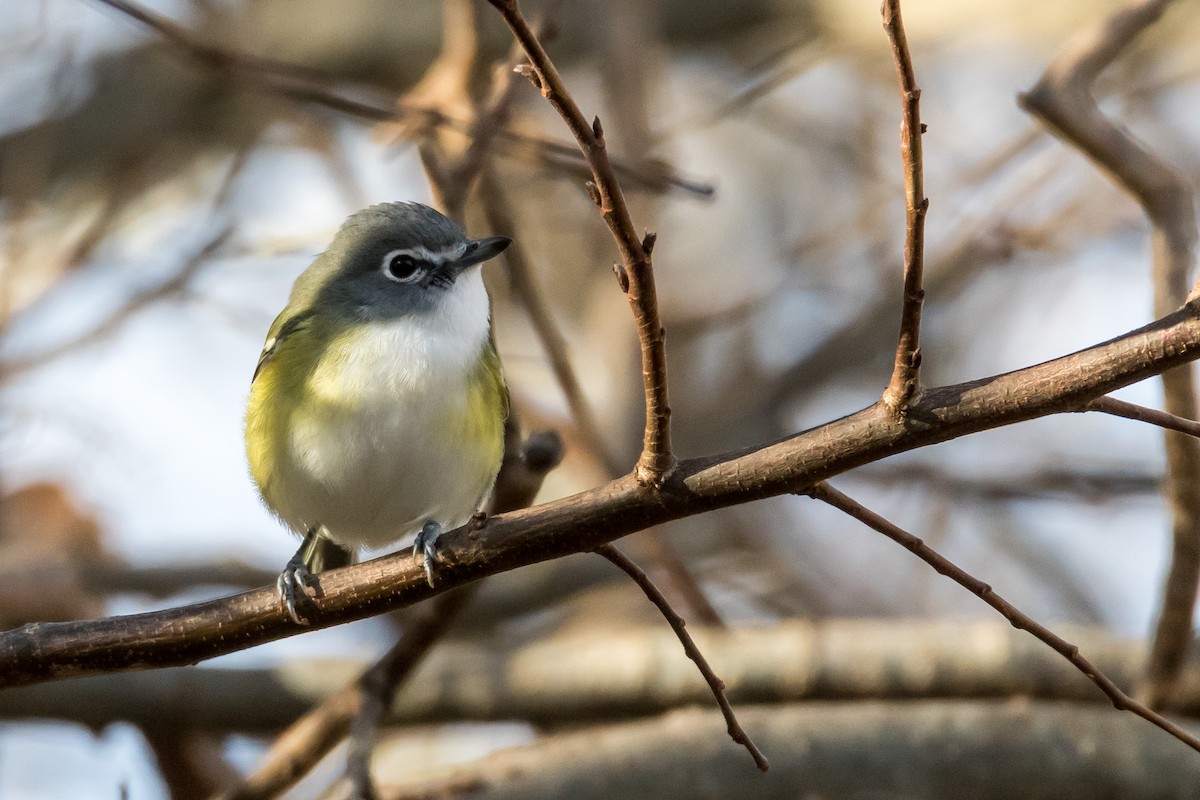 Blue-headed Vireo - ML130170741