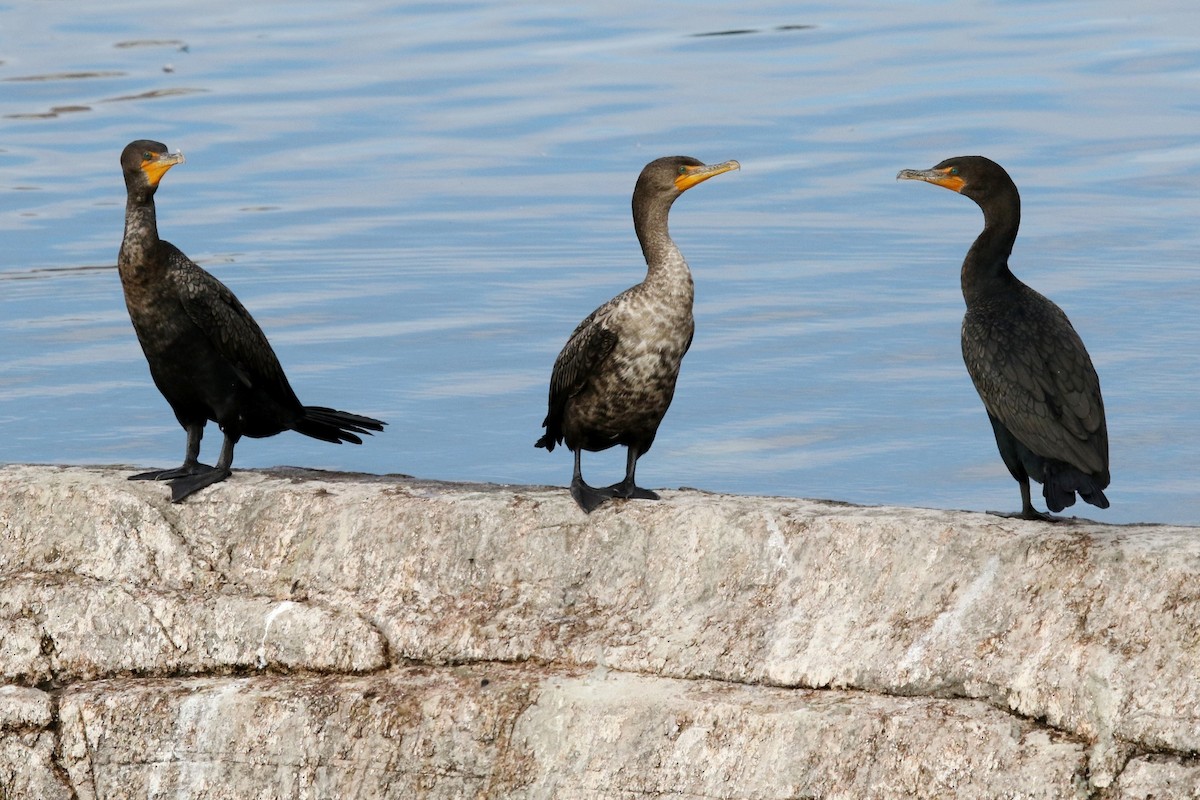 Double-crested Cormorant - Lindsay Story