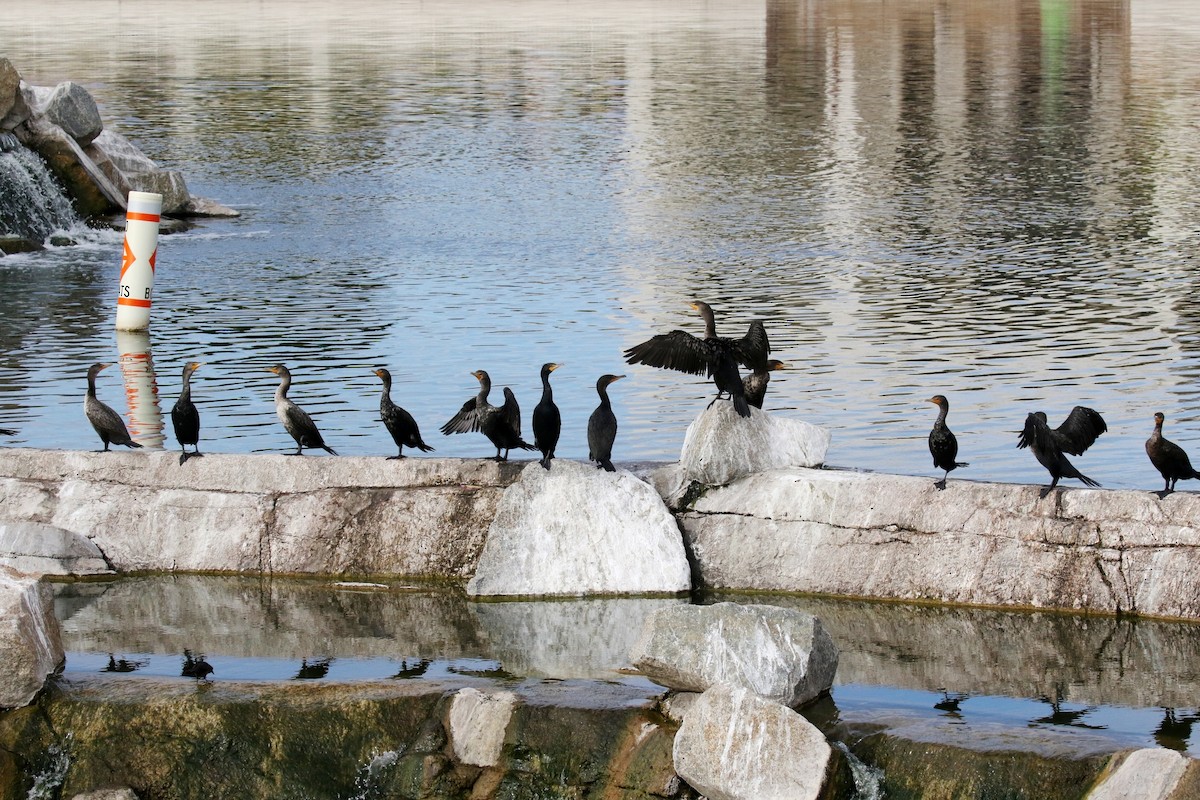 Double-crested Cormorant - Lindsay Story