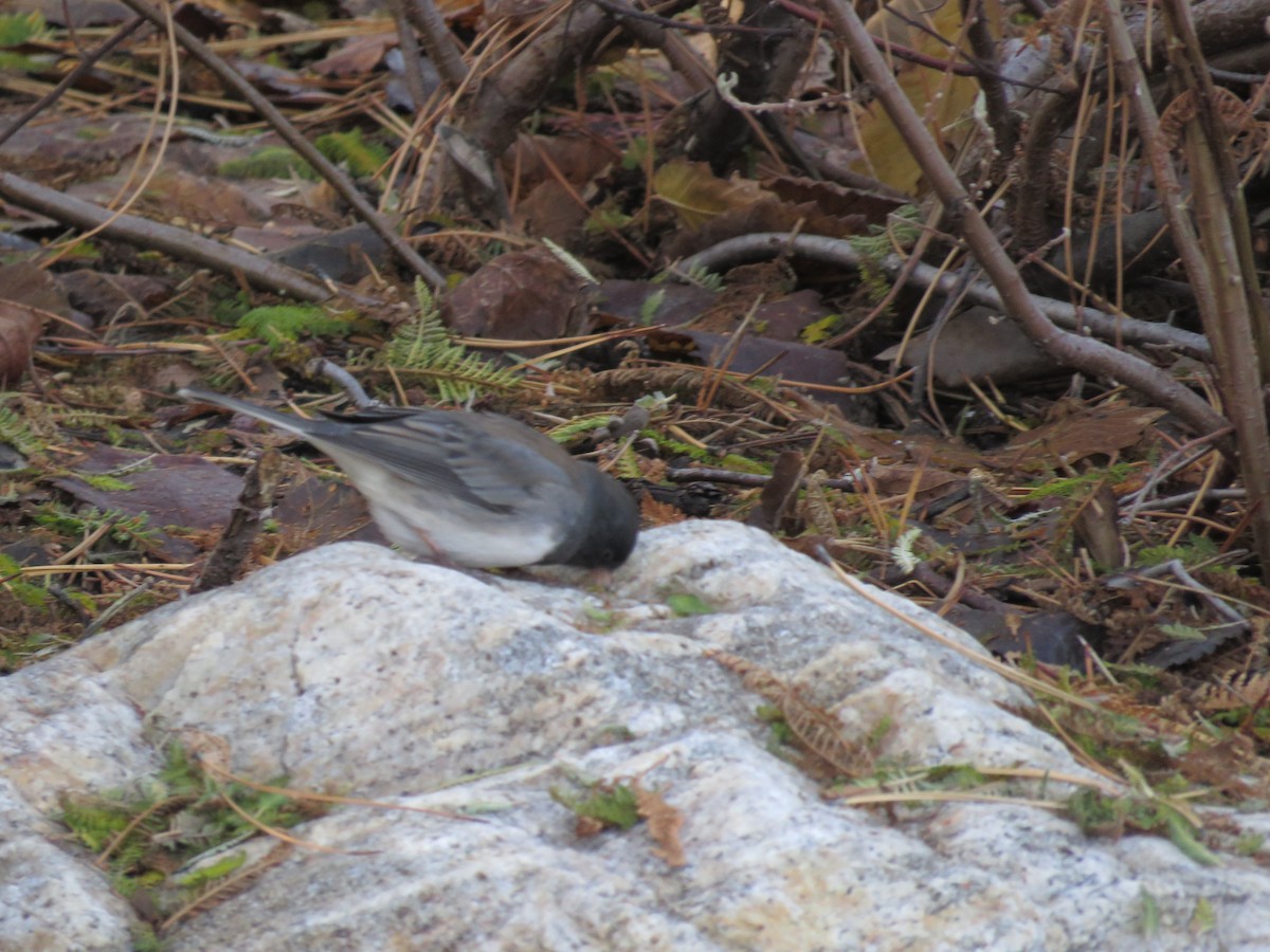 Junco Ojioscuro (cismontanus) - ML130171281