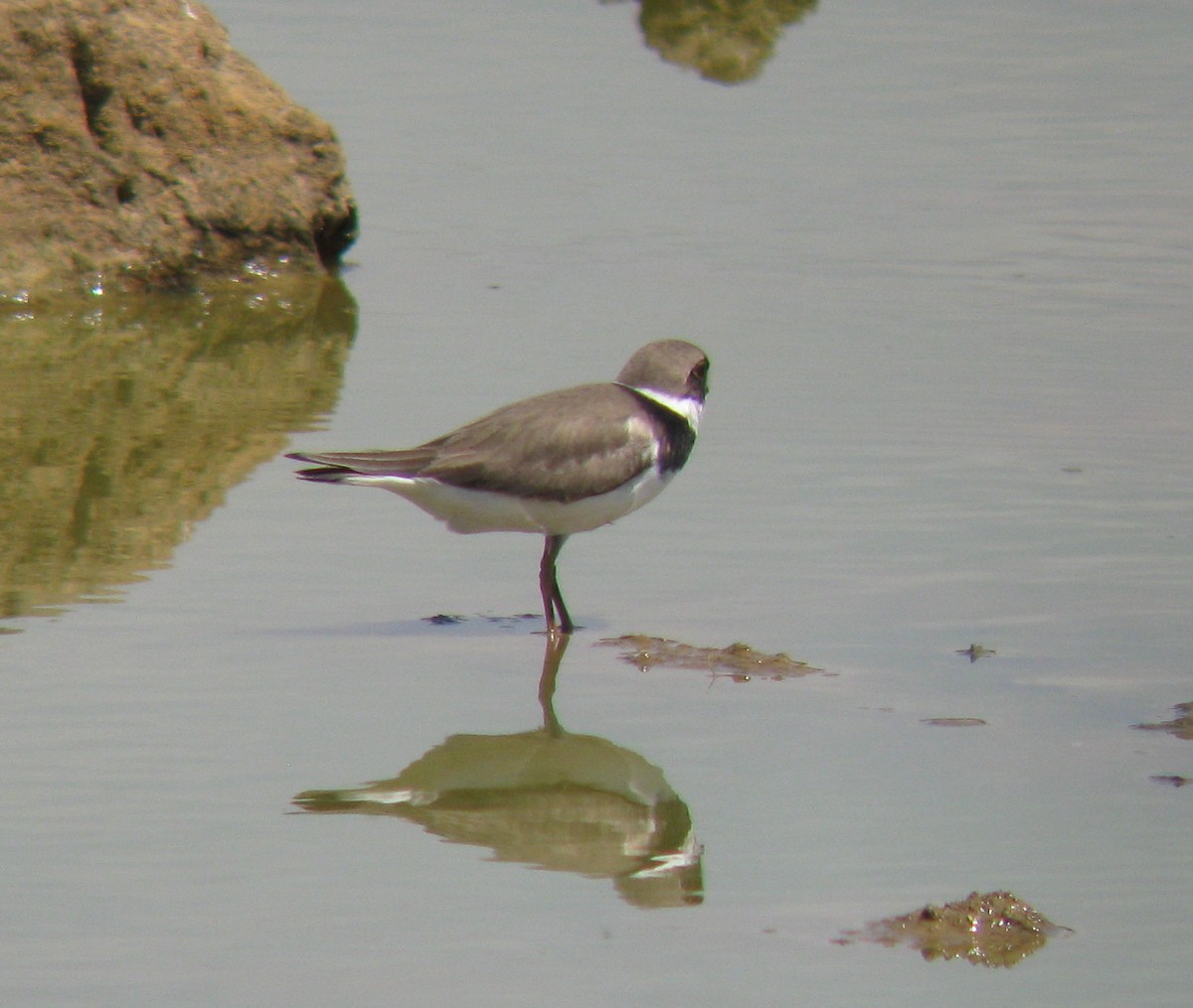 Semipalmated Plover - ML130172361