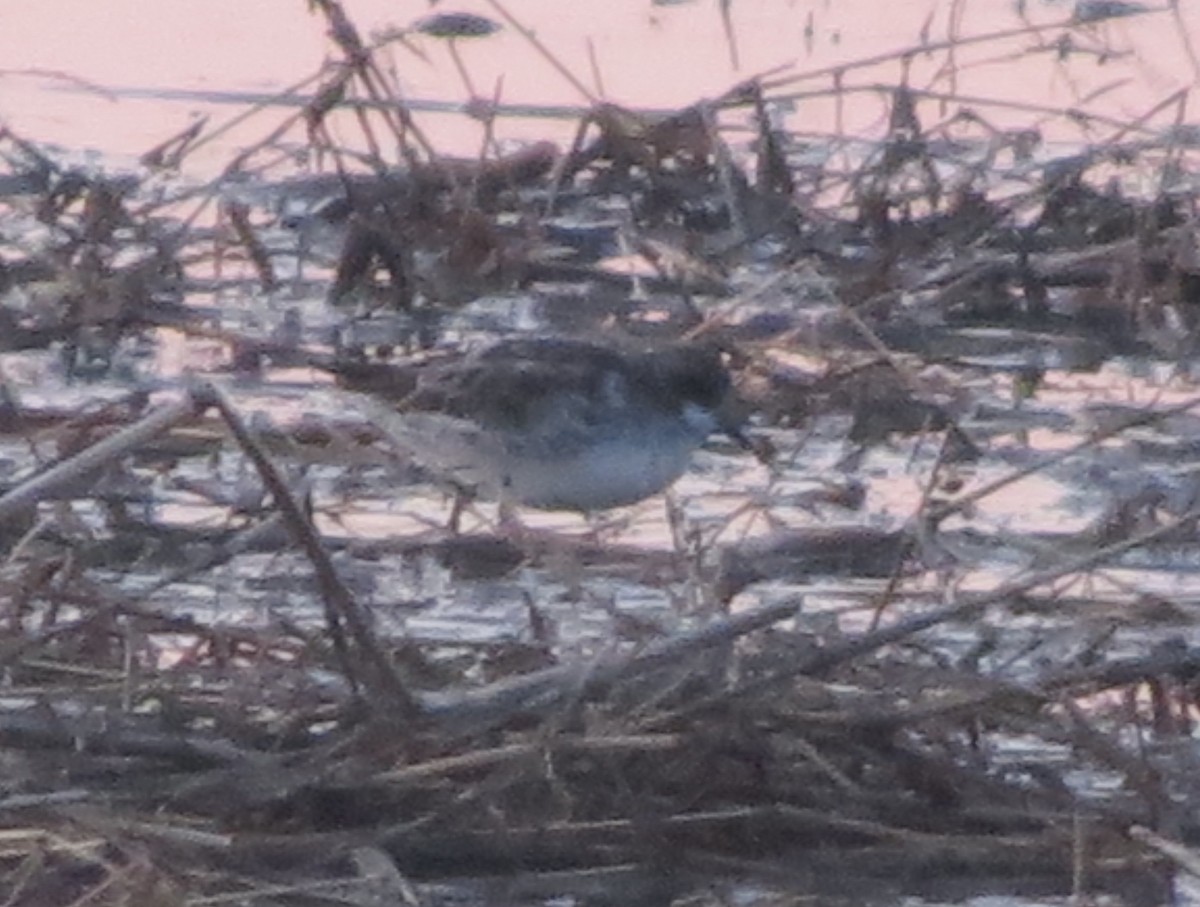 Red-necked Phalarope - ML130174251